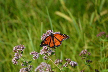 Monarch Butterfly on wild flowers