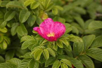 wild rose flower