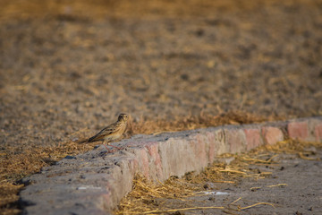 The Indian bush lark or Mirafra erythroptera is a species of lark in the family Alaudidae found in South Asia. Clicked these beauty in tal chappar, india