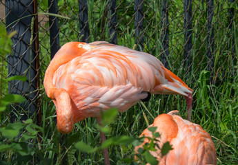 flamingo zoo bird animal nature pink 