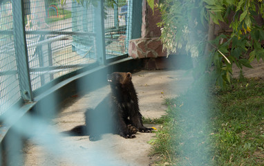 wolverine brown animal wild zoo 