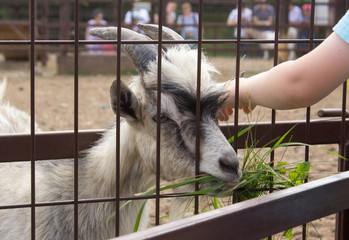 goat zoo animal gray white farm horns milk 