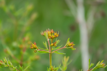 Common St. John's Wort Flower Buds in Springtime