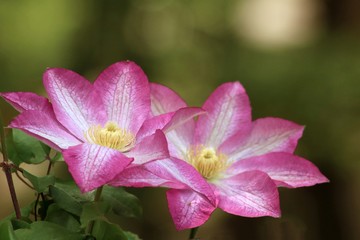 pink twin flowers in the garden