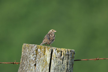 Savannah Sparrow perched on a fence post
