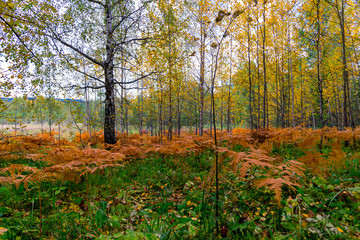 Sunset at the forest edge. Autumn landscape.