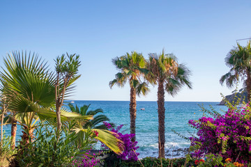 Fototapeta premium Palm trees, sea, beach and summer colors in Spain