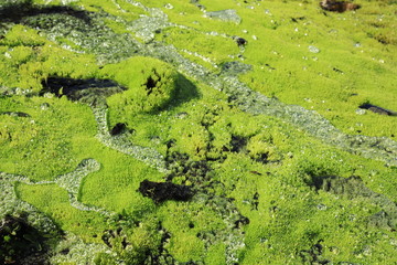 Moss covered with water
