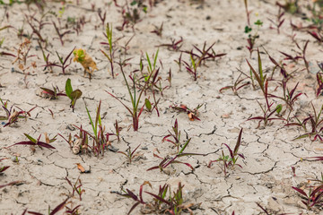 Dry soil cracks desert ground drought
