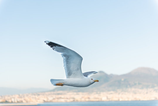 M&ouml;we vor Vesuv