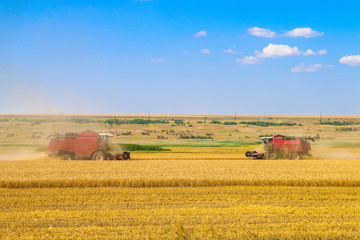 Fototapeta premium Combine harvester agriculture machine harvesting golden ripe wheat field.