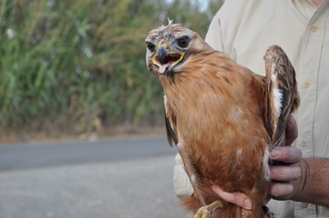 The beautiful birds bonelli eagle in the natural environment