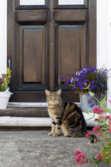 Domestic cat sitting outside of a front house door betweet pots of plants and flowers.