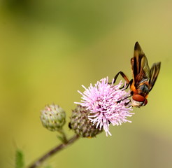 Bunte Goldschildfliege auf einer Distel