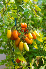 Zwei Hände voll Gesundheit