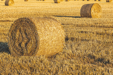 Straw bales on the field after harvest
