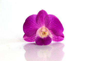 dendrobium orchids violet on white background