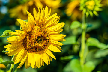 Close up the sunflowers in the field