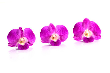 dendrobium orchids violet on white background
