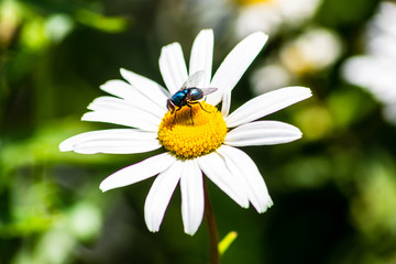 Obraz premium Bright metallic blue green bottle flies genus of Lucilia resting on a flower