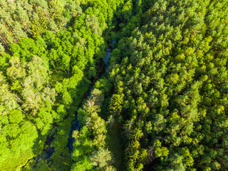 Las dolina bory sosny z drona lotu ptaka krajobraz lato wakacje - obrazy, fototapety, plakaty