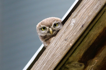 Little owl Athene noctua with big eyes on the roof