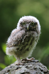  Curious baby Little owl Athene noctua, looking at the camera