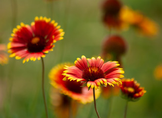 image of beautiful flowers in the garden in summer