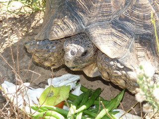Leopard Berg Schildkr&ouml;te