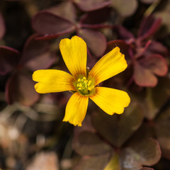 Oxalis