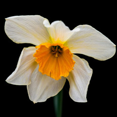 Daffodil On Black