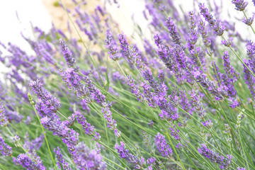 Purple Lavender flowers on green nature blurred background. Lilac Lavandula for herbalism cultivation in garden.