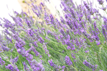 Fototapeta premium Purple Lavender flowers on green nature blurred background. Lilac Lavandula for herbalism cultivation in garden.