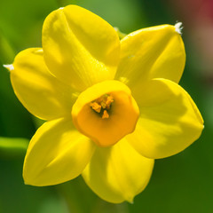Daffodil Grand Soleil Dor