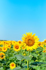 Sunflower natural background. Beautiful landscape with yellow sunflowers against the blue sky. Sunflower field, agriculture, harvest concept. Sunflower seeds, vegetable oil