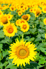 Sunflower natural background. Beautiful landscape with yellow sunflowers against the blue sky. Sunflower field, agriculture, harvest concept. Sunflower seeds, vegetable oil