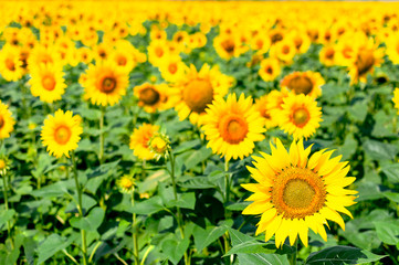 Obraz premium Sunflower natural background. Beautiful landscape with yellow sunflowers against the blue sky. Sunflower field, agriculture, harvest concept. Sunflower seeds, vegetable oil