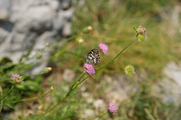 Schmetterling auf schöner lila Bergblume in der Sonne