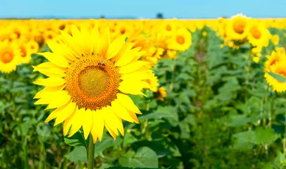 Fototapete Nach Farbe Sonnenblume natürlicher Hintergrund. Schöne Landschaft mit gelben Sonnenblumen gegen den blauen Himmel. Sonnenblumenfeld, Landwirtschaft, Erntekonzept. Sonnenblumenkerne, Pflanzenöl