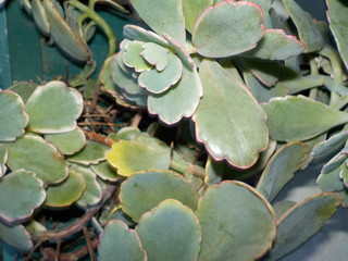 plantas y hojas