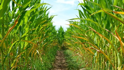 Naklejka na ściany i meble A corn maze or maize maze - maze cut out of a corn field. Narrow path inside a corn maze. Footpath between stalks and leaves on the corn field. Popular tourist attraction