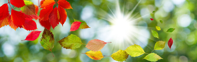image of autumn leaves in the garden