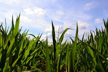 Fototapeta premium Stalks and leaves of the corn field against the blue sky. Low rerspective view of a corn field on a sunny day