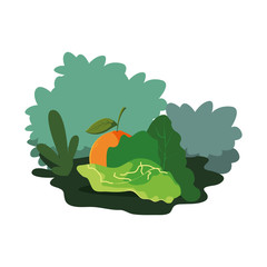 orange and lettuce fresh fruits on grass nature