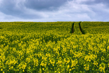 Rape seed flowers at a blue sky with white clouds.