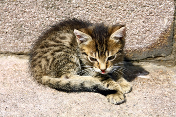 Fototapeta na wymiar Kitten