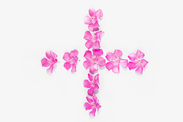 natural small pink oleander flowers on a white background