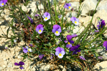 Violets in the High Tatras