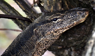 Face of a monitor lizard