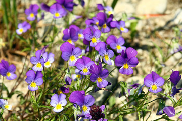 Violets in the High Tatras, Slovakia